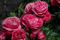 Queen Of Elegance Rose (Rosa 'WEKjucstokol') at Lakeshore Garden Centres