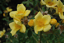 Baby Love Rose (Rosa 'Baby Love') at Lakeshore Garden Centres