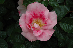 Funny Face Rose (Rosa 'Funny Face') at Lakeshore Garden Centres