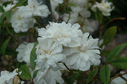 Snow Goose Rose (Rosa 'Auspom') at Lakeshore Garden Centres