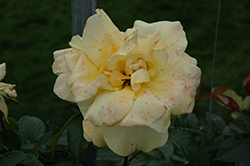 Scent From Above Rose (Rosa 'Scent From Above') at Lakeshore Garden Centres