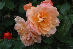 Westerland Rose (Rosa 'Westerland') at Lakeshore Garden Centres
