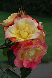 Jacob's Robe Rose (Rosa 'Jacob's Robe') at Lakeshore Garden Centres