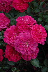 Roxy Sunsprite Rose (Rosa 'Roxy Sunsprite') at Lakeshore Garden Centres