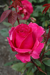 Rina Hugo Rose (Rosa 'Rina Hugo') at Lakeshore Garden Centres