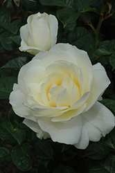 Moondance Rose (Rosa 'Moondance') at Lakeshore Garden Centres