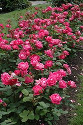 Double Knock Out Rose (Rosa 'Radtko') at Green Thumb Garden Centre