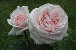 Francis Meilland Rose (Rosa 'Meitroni') at Lakeshore Garden Centres