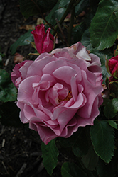 Singin' The Blues Rose (Rosa 'Singin' The Blues') at Lakeshore Garden Centres