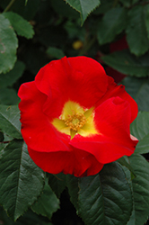 Be Bop Rose (Rosa 'Be Bop') at Lakeshore Garden Centres