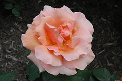 Just Joey Rose (Rosa 'Just Joey') at Lakeshore Garden Centres