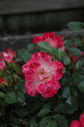 Little Artist Rose (Rosa 'MACmanly') at Lakeshore Garden Centres