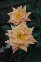 Cheyenne Rose (Rosa 'Cheyenne') at Lakeshore Garden Centres