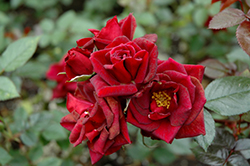 Black Jack Rose (Rosa 'Black Jack') at Lakeshore Garden Centres
