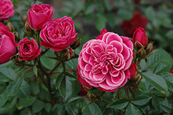 Mariotta Rose (Rosa 'MACcricke') at Lakeshore Garden Centres