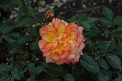 Dee Bennett Rose (Rosa 'SAVadee') at Lakeshore Garden Centres