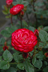 Pride 'N Joy Rose (Rosa 'JACmo') at Lakeshore Garden Centres