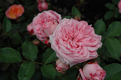 Cupcake Rose (Rosa 'SPIcup') at Lakeshore Garden Centres