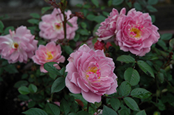 Lavender Lace Rose (Rosa 'Lavender Lace') at Lakeshore Garden Centres