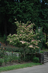 Heart Throb Chinese Dogwood (Cornus kousa 'Heart Throb') at Lakeshore Garden Centres