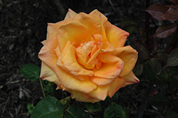 Chris Evert Rose (Rosa 'WEKjuvoo') at Lakeshore Garden Centres