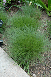 Little Bluestem (Schizachyrium scoparium) at Peter Knippel Garden Centre