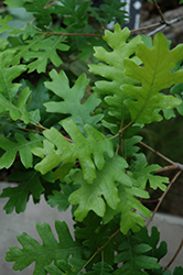 Gambel Oak (Quercus gambelii) at Lakeshore Garden Centres