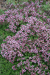 Magic Carpet Thyme (Thymus serpyllum 'Magic Carpet') at Green Thumb Garden Centre