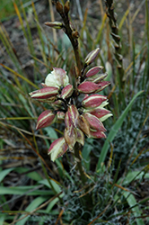 Harriman's Yucca (Yucca harrimaniae) at Lakeshore Garden Centres