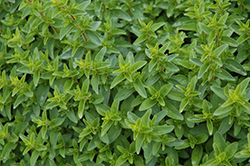 Santa Cruz Oregano (Origanum 'Santa Cruz') at Lakeshore Garden Centres