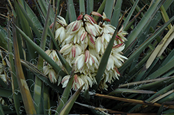 Banana Yucca (Yucca baccata) at Lakeshore Garden Centres