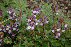 Alpine Skullcap (Scutellaria alpina ssp. supina) at Lakeshore Garden Centres