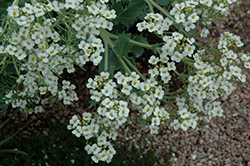 Sea Kale (Crambe maritima) at Lakeshore Garden Centres