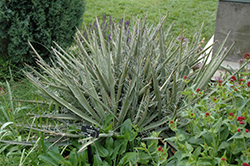Banana Yucca (Yucca baccata) at Lakeshore Garden Centres