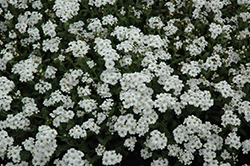 Greek Yarrow (Achillea ageratifolia) at Lakeshore Garden Centres