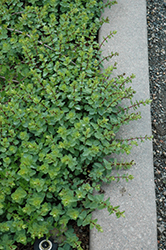 Lebanese Oregano (Origanum libanoticum) at Lakeshore Garden Centres