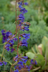 Grand Mesa Beard Tongue (Penstemon mensarum) at Lakeshore Garden Centres