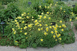 Denver Gold Columbine (Aquilegia chrysantha 'Denver Gold') at Lakeshore Garden Centres