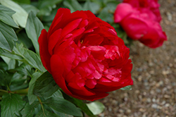 Heritage Peony (Paeonia 'Heritage') at Lakeshore Garden Centres