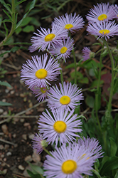 Onestem Fleabane (Erigeron simplex) at Lakeshore Garden Centres