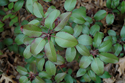 Texas Madrone (Arbutus xalapensis) at Lakeshore Garden Centres