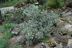 Whipple Cholla (Cylindropuntia whipplei) at Lakeshore Garden Centres