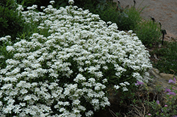 Candytuft (Iberis sempervirens) at Lakeshore Garden Centres