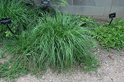 Silver Spike Grass (Achnatherum calamagrostis) at Lakeshore Garden Centres