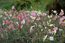 Common Rock Rose (Helianthemum nummularium) at Lakeshore Garden Centres