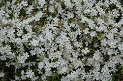 Schneewittchen Phlox (Phlox subulata 'Schneewittchen') at Lakeshore Garden Centres