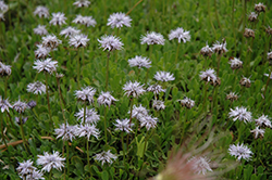 Heart-leaved Globe Daisy (Globularia cordifolia) at Lakeshore Garden Centres
