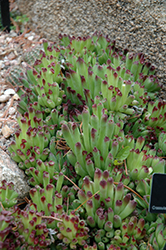 Oddity Hens And Chicks (Sempervivum 'Oddity') at Lakeshore Garden Centres