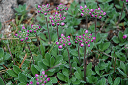 Rock Jasmine (Androsace sarmentosa) at Lakeshore Garden Centres