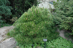 Low Glow Japanese Red Pine (Pinus densiflora 'Low Glow') at Lakeshore Garden Centres